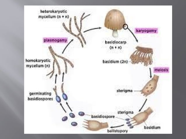 Basidiomycetes.pptx m | PPT