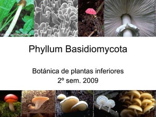 Phyllum Basidiomycota Botánica de plantas inferiores 2º sem. 2009 