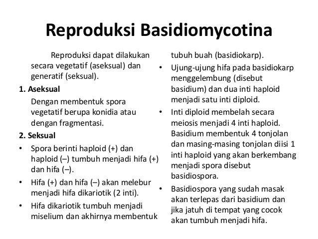 Basidiomycota