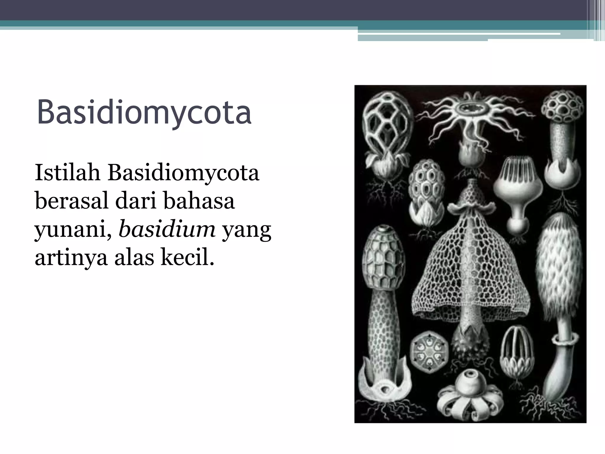 Basidiomycota | PPT