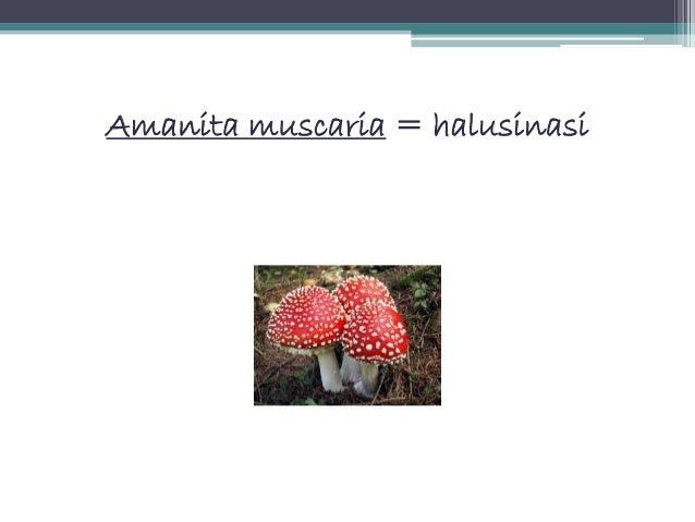 Basidiomycota