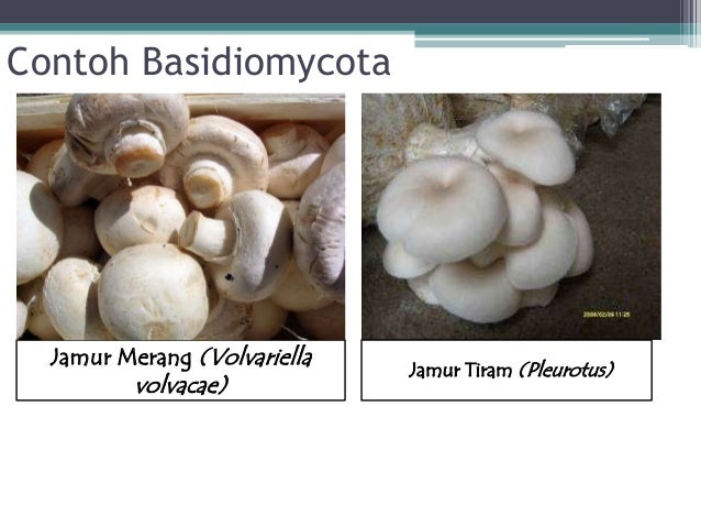 Basidiomycota