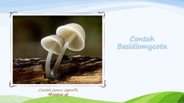 Basidiomycota