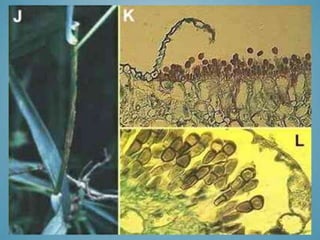 Basidiomycota Rust Examples Basidiomycota | PPTX
