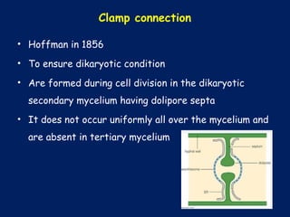 Clamp connection
• Hoffman in 1856
• To ensure dikaryotic condition
• Are formed during cell division in the dikaryotic
secondary mycelium having dolipore septa
• It does not occur uniformly all over the mycelium and
are absent in tertiary mycelium
 