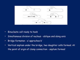• Binucleate cell ready to hook
• Simultaneous division of nucleus - oblique and along axis
• Bridge formaton - a’ approches b’
• Vertical septum under the bridge, two daughter cells formed. At
the point of orgin of clamp connection - septum formed
 
