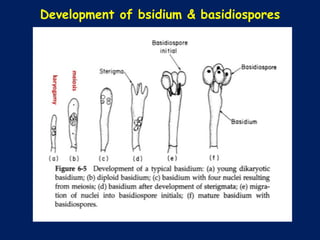 Development of bsidium & basidiospores
 