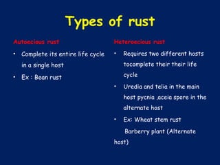 Types of rust
Autoecious rust
• Complete its entire life cycle
in a single host
• Ex : Bean rust
Heteroecious rust
• Requires two different hosts
tocomplete their their life
cycle
• Uredia and telia in the main
host pycnia ,aceia spore in the
alternate host
• Ex: Wheat stem rust
Barberry plant (Alternate
host)
 