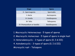 Stage Spore
0 - Spermagonia Spermatia
I- Aecia Aeciospores
II- Uredia Urediospores
III- Telia Teliospores
IV- Promycelium or basidia Basidiospores
1. Macrocyclic Heteroecious - 5 types of spores
2. Macrocyclic Autoecious - 5 types of spore in single host
3. Heterodemicyclic - 3 types of spore (0, I & III)
4. Autodemicyclic - 3 types of spore (0, I & III)
Microcyclic rust - Teliospore
 