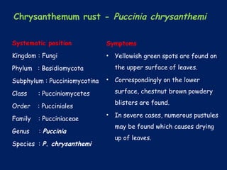 Chrysanthemum rust - Puccinia chrysanthemi
Symptoms
• Yellowish green spots are found on
the upper surface of leaves.
• Correspondingly on the lower
surface, chestnut brown powdery
blisters are found.
• In severe cases, numerous pustules
may be found which causes drying
up of leaves.
Systematic position
Kingdom : Fungi
Phylum : Basidiomycota
Subphylum : Pucciniomycotina
Class : Pucciniomycetes
Order : Pucciniales
Family : Pucciniaceae
Genus : Puccinia
Species : P. chrysanthemi
 