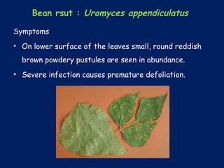 Bean rsut : Uromyces appendiculatus
Symptoms
• On lower surface of the leaves small, round reddish
brown powdery pustules are seen in abundance.
• Severe infection causes premature defoliation.
 