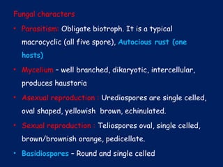 Fungal characters
• Parasitism: Obligate biotroph. It is a typical
macrocyclic (all five spore), Autocious rust (one
hosts)
• Mycelium – well branched, dikaryotic, intercellular,
produces haustoria
• Asexual reproduction : Urediospores are single celled,
oval shaped, yellowish brown, echinulated.
• Sexual reproduction : Teliospores oval, single celled,
brown/brownish orange, pedicellate.
• Basidiospores – Round and single celled
 
