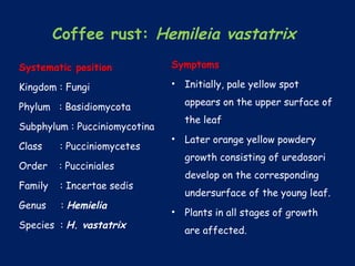 Coffee rust: Hemileia vastatrix
Symptoms
• Initially, pale yellow spot
appears on the upper surface of
the leaf
• Later orange yellow powdery
growth consisting of uredosori
develop on the corresponding
undersurface of the young leaf.
• Plants in all stages of growth
are affected.
Systematic position
Kingdom : Fungi
Phylum : Basidiomycota
Subphylum : Pucciniomycotina
Class : Pucciniomycetes
Order : Pucciniales
Family : Incertae sedis
Genus : Hemielia
Species : H. vastatrix
 