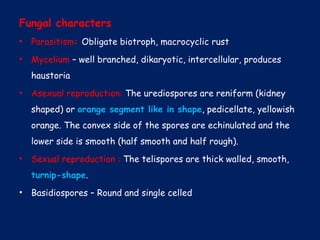 Fungal characters
• Parasitism: Obligate biotroph, macrocyclic rust
• Mycelium – well branched, dikaryotic, intercellular, produces
haustoria
• Asexual reproduction: The urediospores are reniform (kidney
shaped) or orange segment like in shape, pedicellate, yellowish
orange. The convex side of the spores are echinulated and the
lower side is smooth (half smooth and half rough).
• Sexual reproduction : The telispores are thick walled, smooth,
turnip-shape.
• Basidiospores – Round and single celled
 