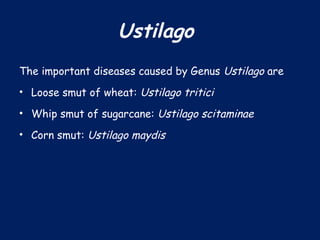 Ustilago
The important diseases caused by Genus Ustilago are
• Loose smut of wheat: Ustilago tritici
• Whip smut of sugarcane: Ustilago scitaminae
• Corn smut: Ustilago maydis
 