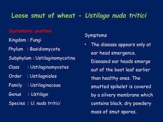 Loose smut of wheat - Ustilago nuda tritici
Symptoms
• The disease appears only at
ear head emergence.
Diseased ear heads emerge
out of the boot leaf earlier
than healthy ones. The
smutted spikelet is covered
by a silvery membrane which
contains black, dry powdery
mass of smut spores.
Systematic position
Kingdom : Fungi
Phylum : Basidiomycota
Subphylum : Ustilaginomycotina
Class : Ustilaginomycetes
Order : Ustilagniales
Family : Ustilaginaceae
Genus : Ustilago
Species : U. nuda tritici
 
