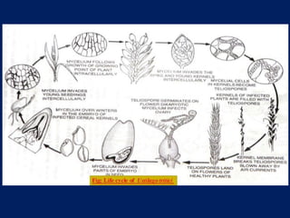 Basidiomycota.pptx pathology agriculture
