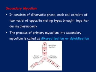 Secondary Mycelium
• It consists of dikaryotic phase, each cell consists of
two nuclei of opposite mating types brought together
during plasmogamy
• The process of primary mycelium into secondary
mycelium is called as dikaryotization or dploidization
 