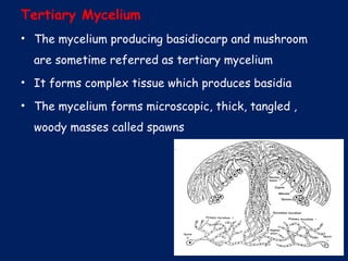 Tertiary Mycelium
• The mycelium producing basidiocarp and mushroom
are sometime referred as tertiary mycelium
• It forms complex tissue which produces basidia
• The mycelium forms microscopic, thick, tangled ,
woody masses called spawns
 