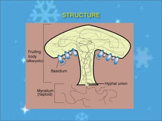 Basidiomycota | PPT