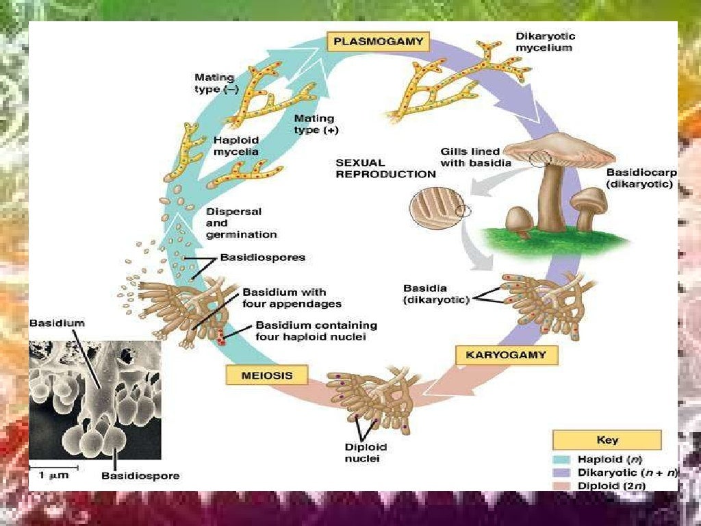 Basidiomycota Reproductive Structure
