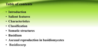 Basidiomycota by sohail | PPTX