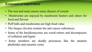 Basidiomycota by sohail | PPTX