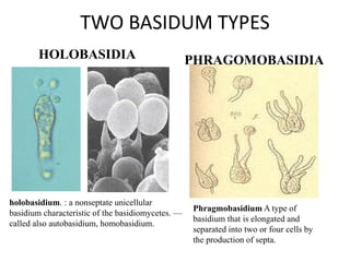 Basidiomycota F.ppt