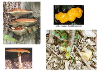 Basidiomycota Rust Examples Basidiomycota F.ppt