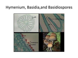 Basidiomycota Slide
