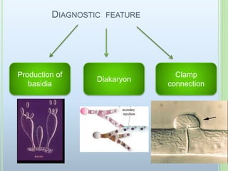 DIAGNOSTIC FEATURE
Production of
basidia
Diakaryon
Clamp
connection
 