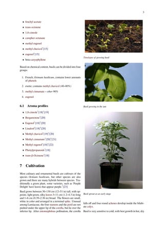 Basil | PDF