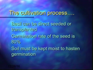 Basil | PPT