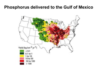 Phosphorus delivered to the Gulf of Mexico
 