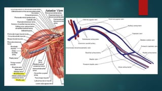 Basilic vein transposition by Dr. Nipun Bansal | PPTX