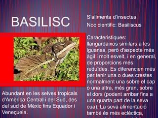 S’alimenta d’insectes
   BASILISC                        Noc cientific: Basiliscus

                                   Caracteristiques:
                                   llangardaixos similars a les
                                   iguanas, però d'aspecte més
                                   àgil i molt esvelt, i en general,
                                   de proporcions més
                                   reduïdes. Es diferencien més
                                   per tenir una o dues crestes
                                   normalment una sobre el cap
                                   o una altra, més gran, sobre
Abundant en les selves tropicals   el dors (podent arribar fins a
d'Amèrica Central i del Sud, des   una quarta part de la seva
del sud de Mèxic fins Equador i    cua). La seva alimentació
Veneçuela.                         també és més eclèctica,
 