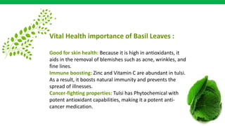 Vital Health importance of Basil Leaves :
Good for skin health: Because it is high in antioxidants, it
aids in the removal of blemishes such as acne, wrinkles, and
fine lines.
Immune boosting: Zinc and Vitamin C are abundant in tulsi.
As a result, it boosts natural immunity and prevents the
spread of illnesses.
Cancer-fighting properties: Tulsi has Phytochemical with
potent antioxidant capabilities, making it a potent anti-
cancer medication.
 