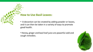 How to Use Basil Leaves:
• A decoction can be created by adding powder or leaves,
and it can then be taken in a variety of ways to promote
good health.
• Honey, ginger and basil leaf juice are powerful cold and
cough remedies.
 