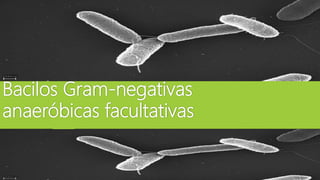 Bacilos Gram-negativas
anaeróbicas facultativas
 