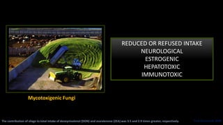 Mycotoxigenic Fungi
REDUCED OR REFUSED INTAKE
NEUROLOGICAL
ESTROGENIC
HEPATOTOXIC
IMMUNOTOXIC
Fink-Gremmels 2008The contribution of silage to total intake of deoxynivalenol (DON) and zearalenone (ZEA) was 3.5 and 2.9 times greater, respectively.
 