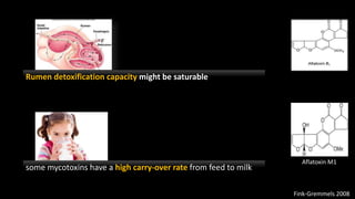 Fink-Gremmels 2008
Rumen detoxification capacity might be saturable
some mycotoxins have a high carry-over rate from feed to milk
Aflatoxin M1
 
