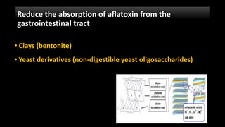 Reduce the absorption of aflatoxin from the
gastrointestinal tract
• Clays (bentonite)
• Yeast derivatives (non-digestible yeast oligosaccharides)
 