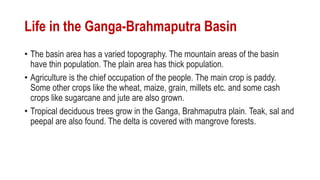 Life in the Ganga-Brahmaputra Basin
• The basin area has a varied topography. The mountain areas of the basin
have thin population. The plain area has thick population.
• Agriculture is the chief occupation of the people. The main crop is paddy.
Some other crops like the wheat, maize, grain, millets etc. and some cash
crops like sugarcane and jute are also grown.
• Tropical deciduous trees grow in the Ganga, Brahmaputra plain. Teak, sal and
peepal are also found. The delta is covered with mangrove forests.
 