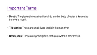 Important Terms
• Mouth: The place where a river flows into another body of water is known as
the river’s mouth.
• Tributaries: These are small rivers that join the main river.
• Bromeliads: These are special plants that store water in their leaves.
 