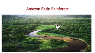 Amazon Basin Rainforest
 