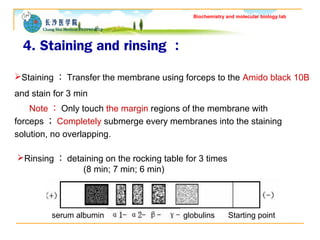 Biochemistry and molecular biology lab 
4. Staining and rinsing ： 
Staining：Transfer the membrane using forceps to the Am...
