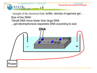Biochemistry and molecular biology lab 
How fast will the DNA migrate? 
strength of the electrical field, buffer, density ...