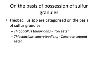 On the basis of possession of sulfur
granules
• Thiobacillus spp are categorised on the basis
of sulfur granules
– Thiobacillus thiooxidans - Iron eater
– Thiocbacillus concreteadians - Concrete cement
eater
 