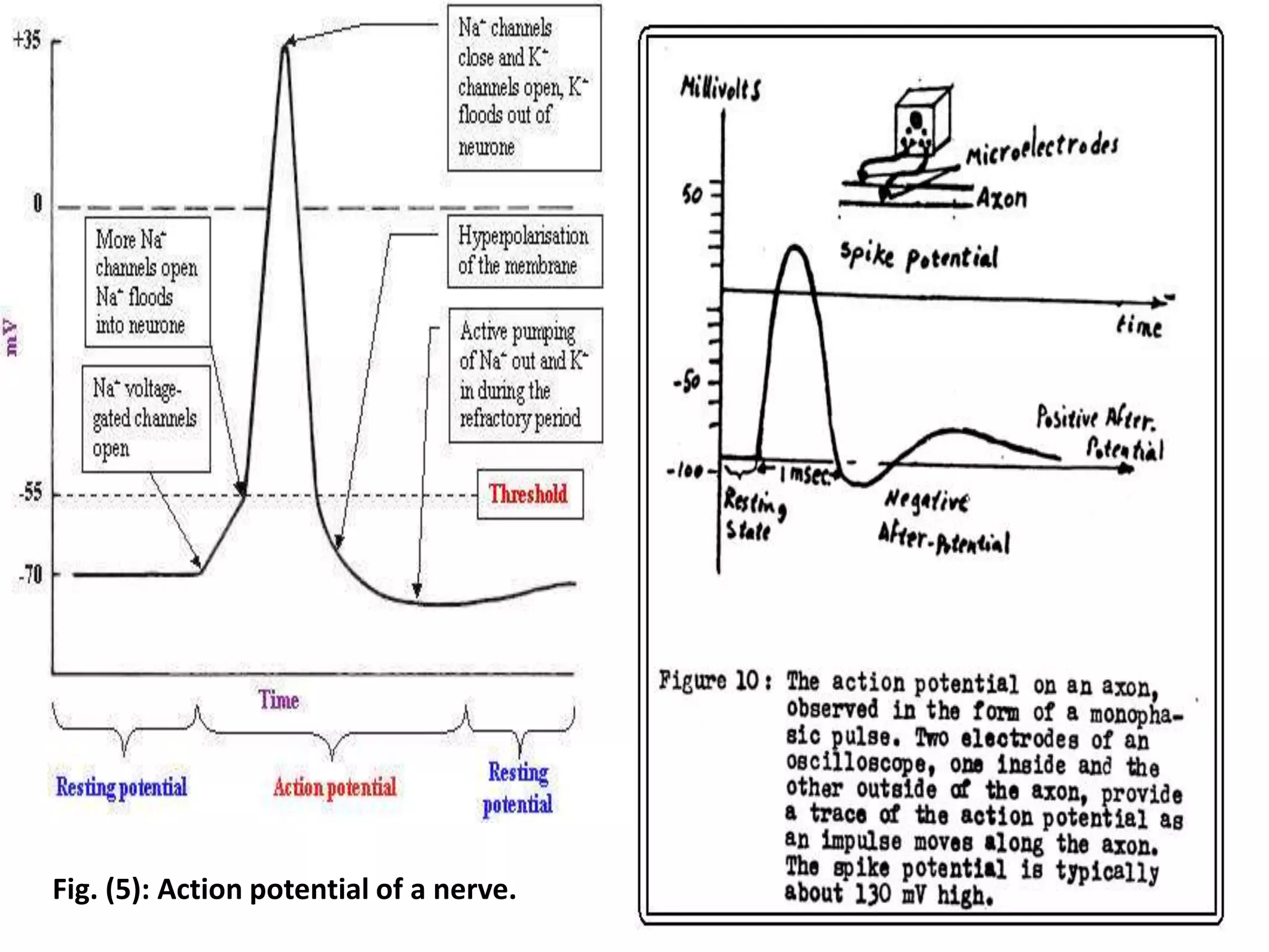 Fig. (5): Action potential of a nerve.
 