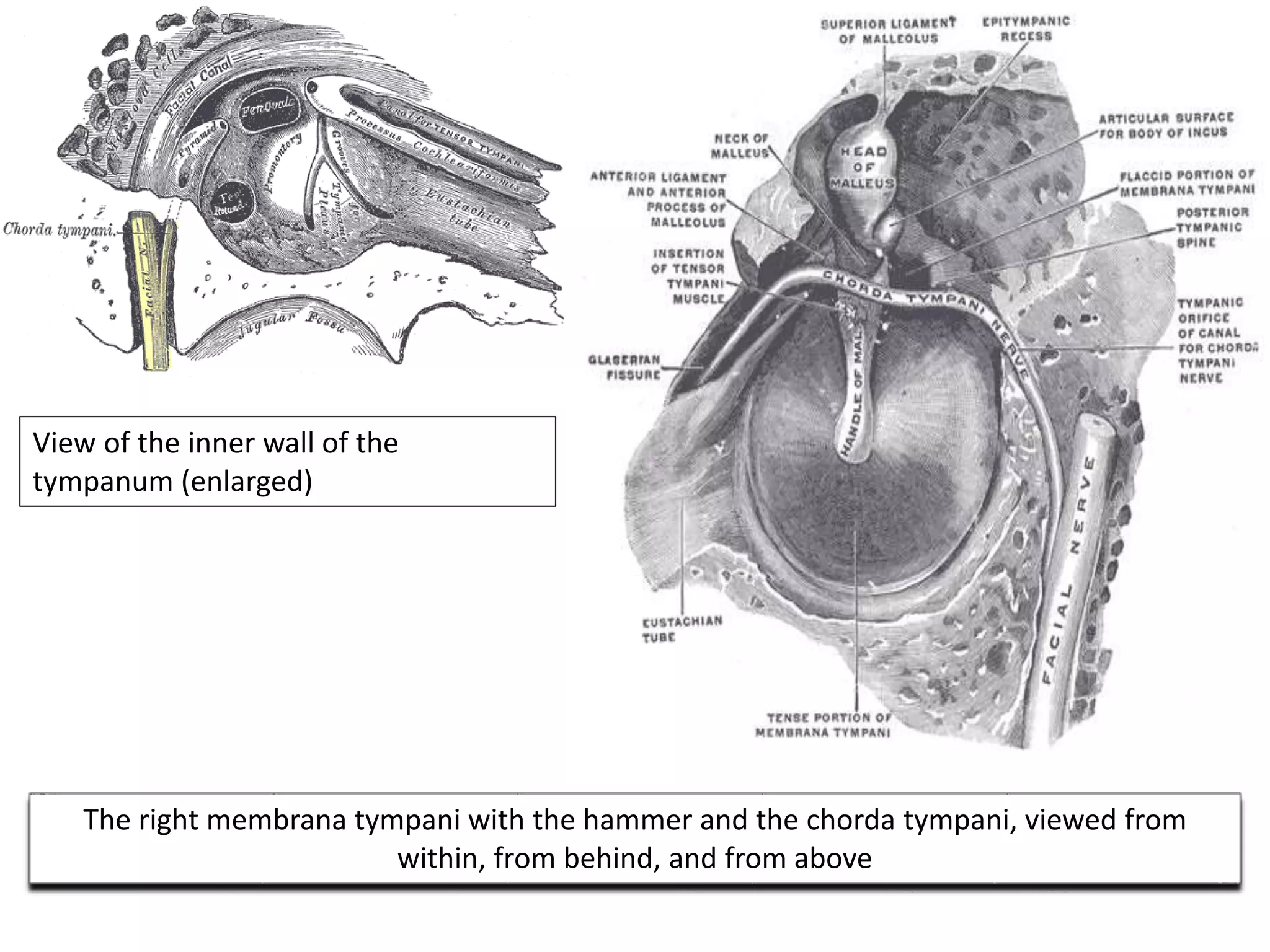 View of the inner wall of the
tympanum (enlarged)
The right membrana tympani with the hammer and the chorda tympani, viewed from
within, from behind, and from above
 